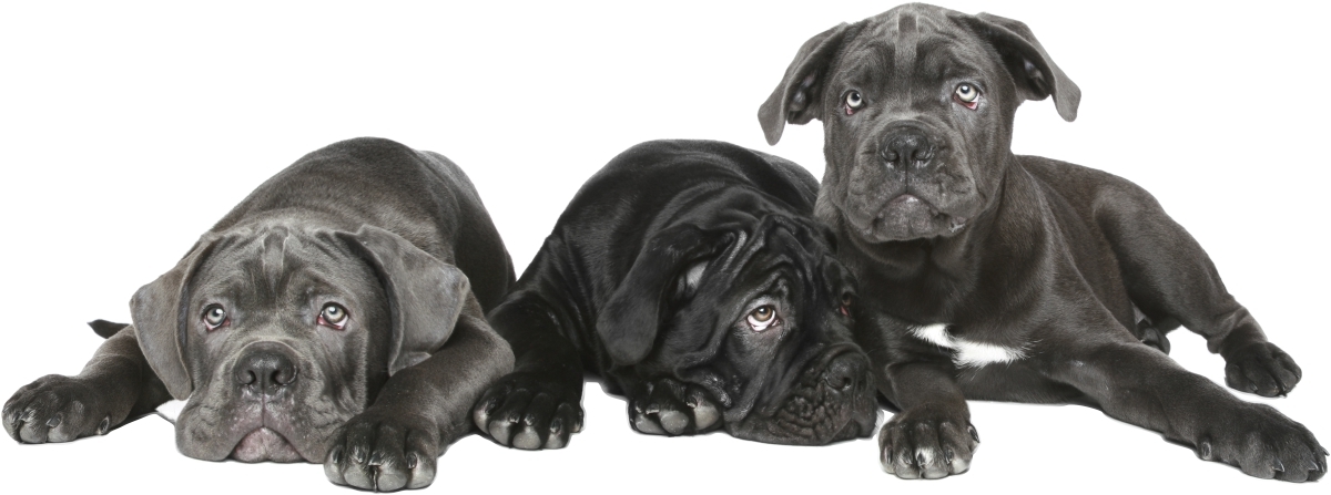 Wallsticker - Dogs Cane corso from Namly