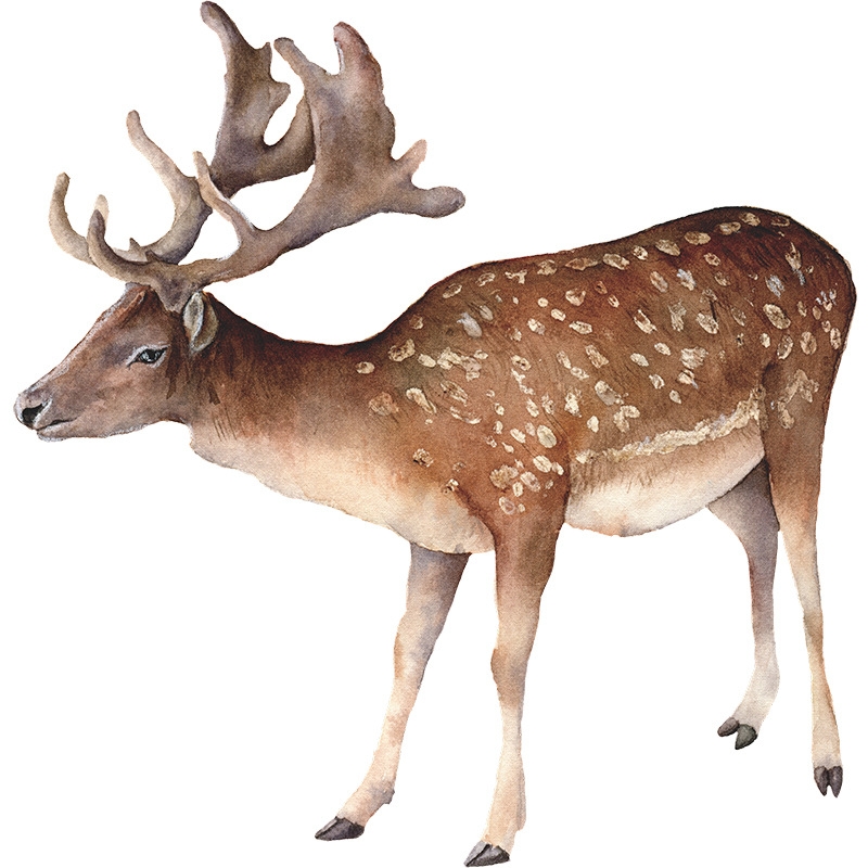 Wallsticker - Spotted Deer from Namly